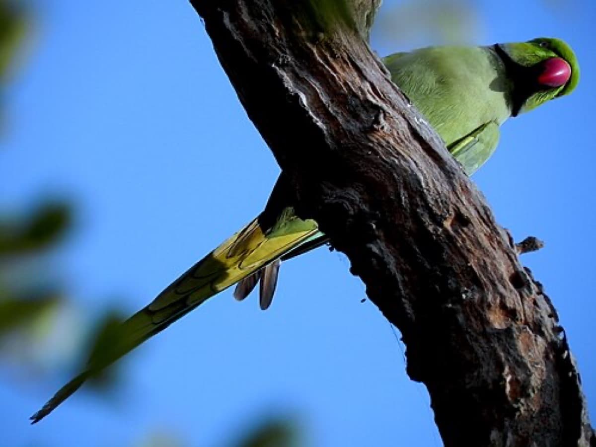 Bharatpur Bird Sanctuary